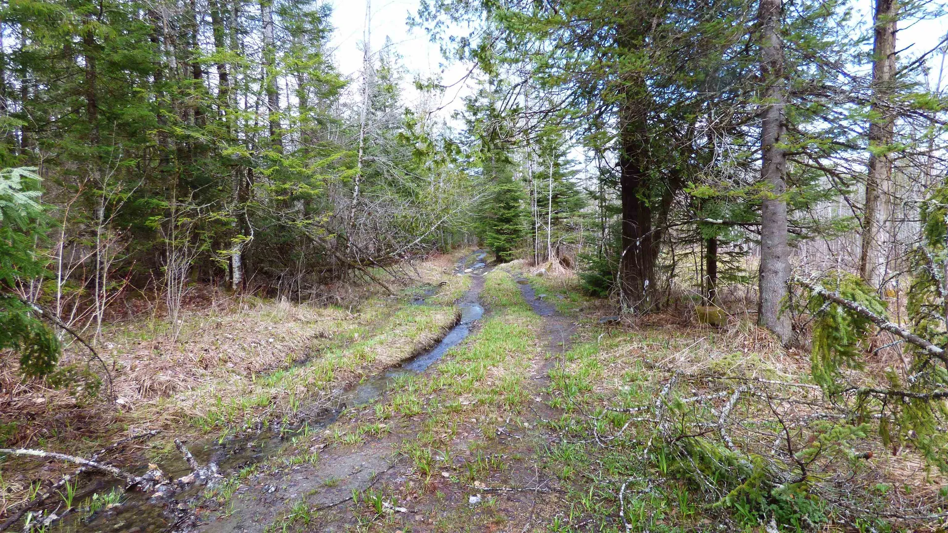 Spar Hawk Road Wheelock VT 05851
