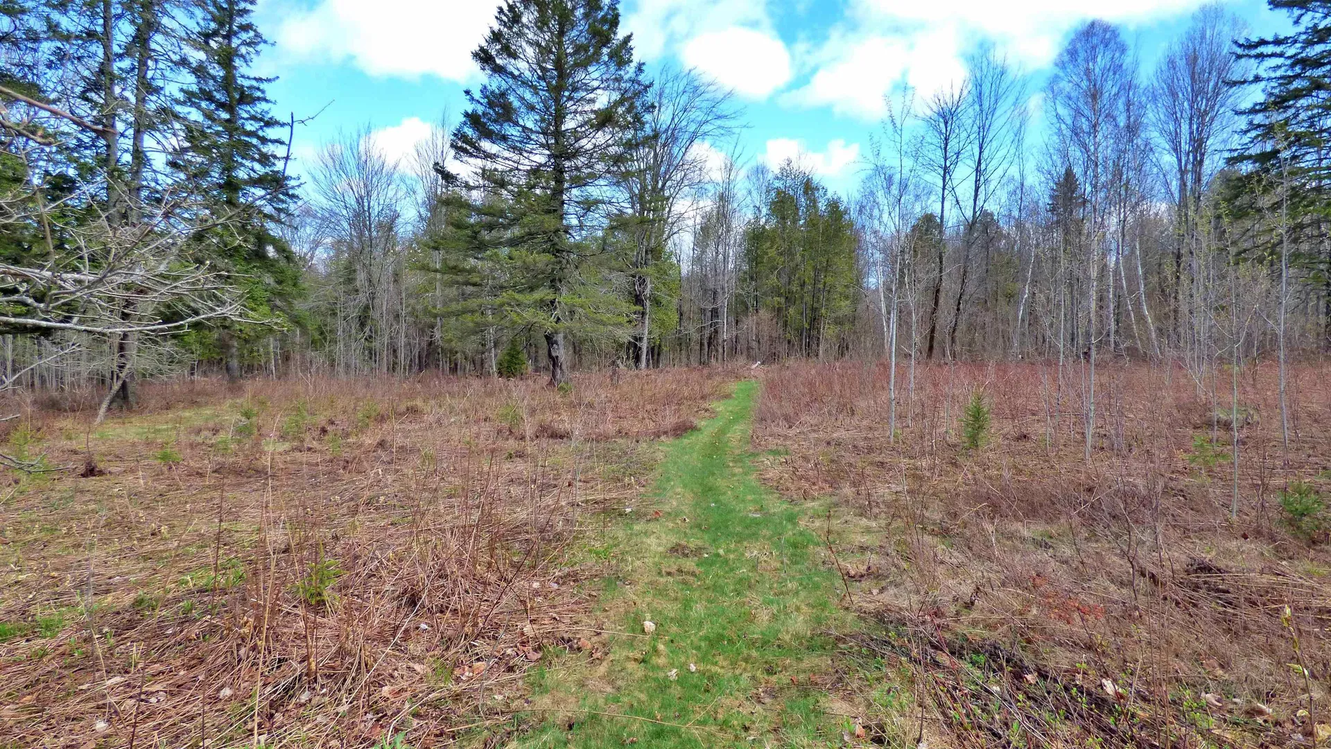 Spar Hawk Road Wheelock VT 05851