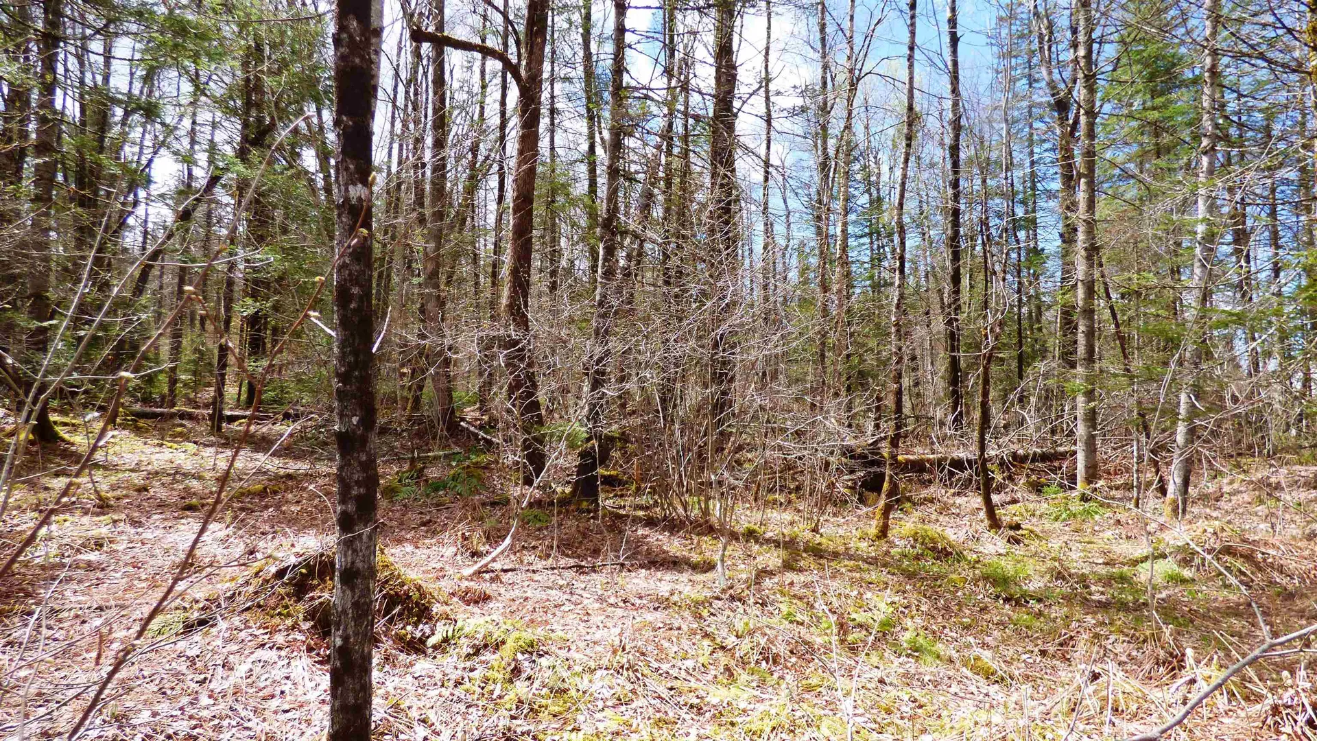 Spar Hawk Road Wheelock VT 05851