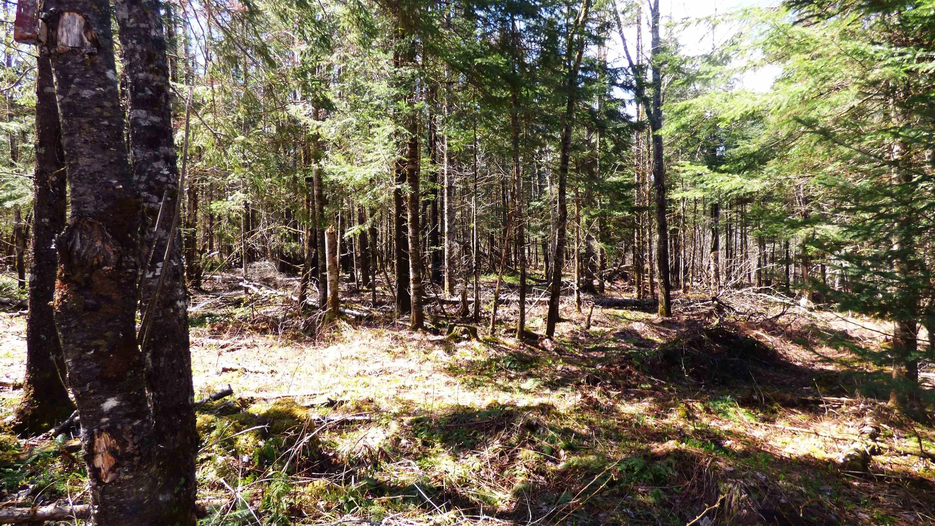 Spar Hawk Road Wheelock VT 05851
