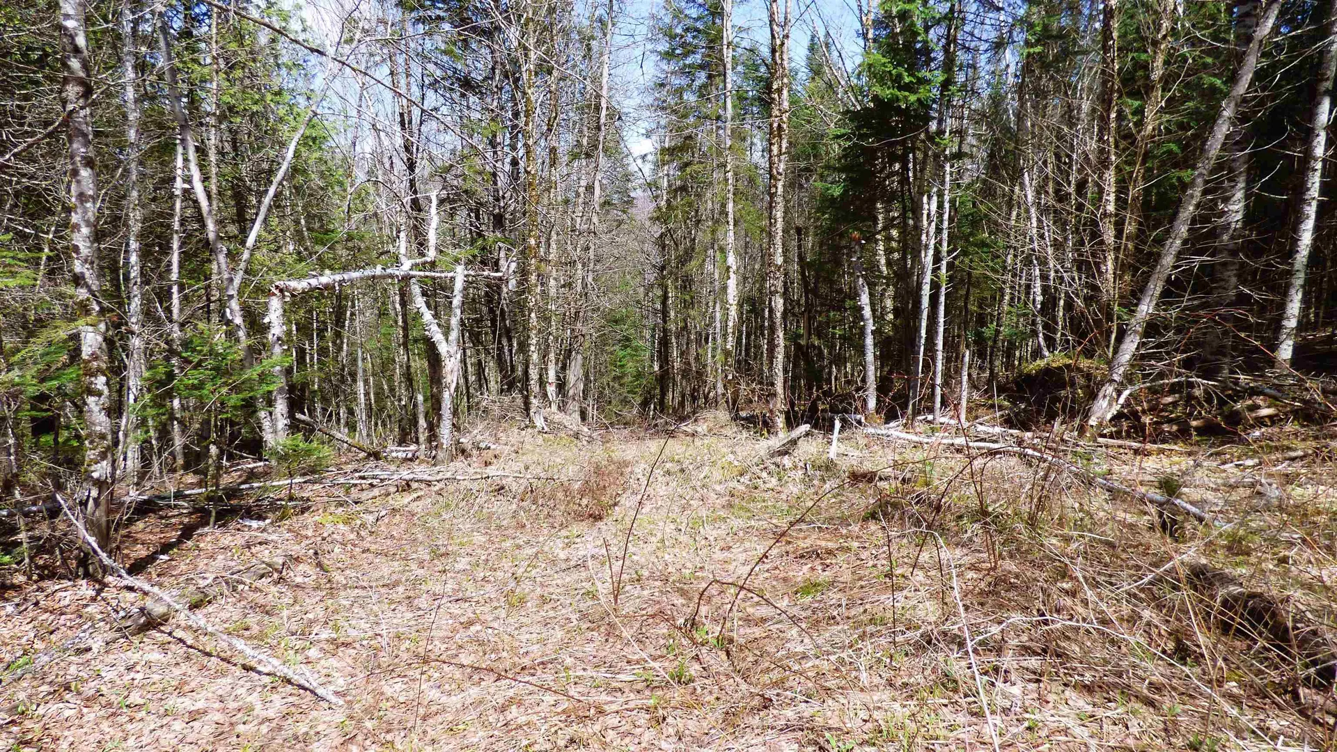 Spar Hawk Road Wheelock VT 05851