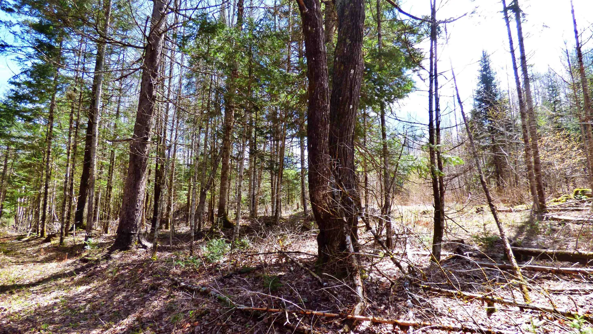 Spar Hawk Road Wheelock VT 05851