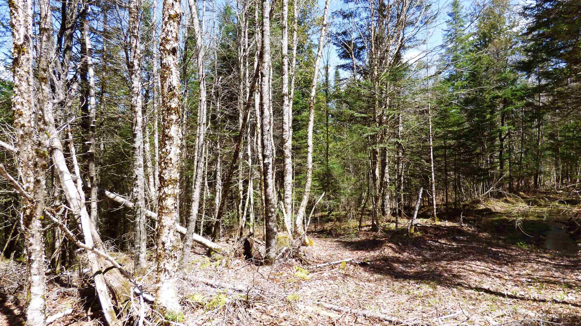 Spar Hawk Road Wheelock VT 05851