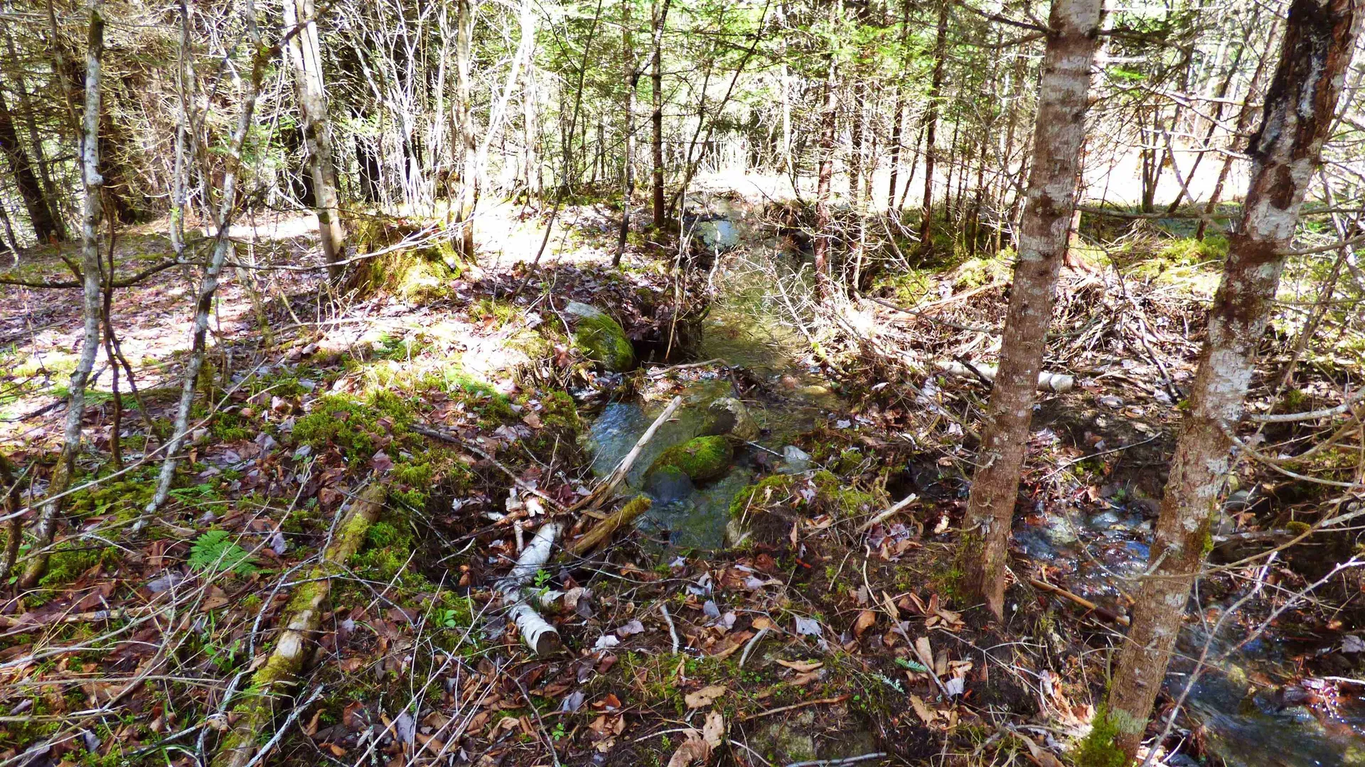 Spar Hawk Road Wheelock VT 05851
