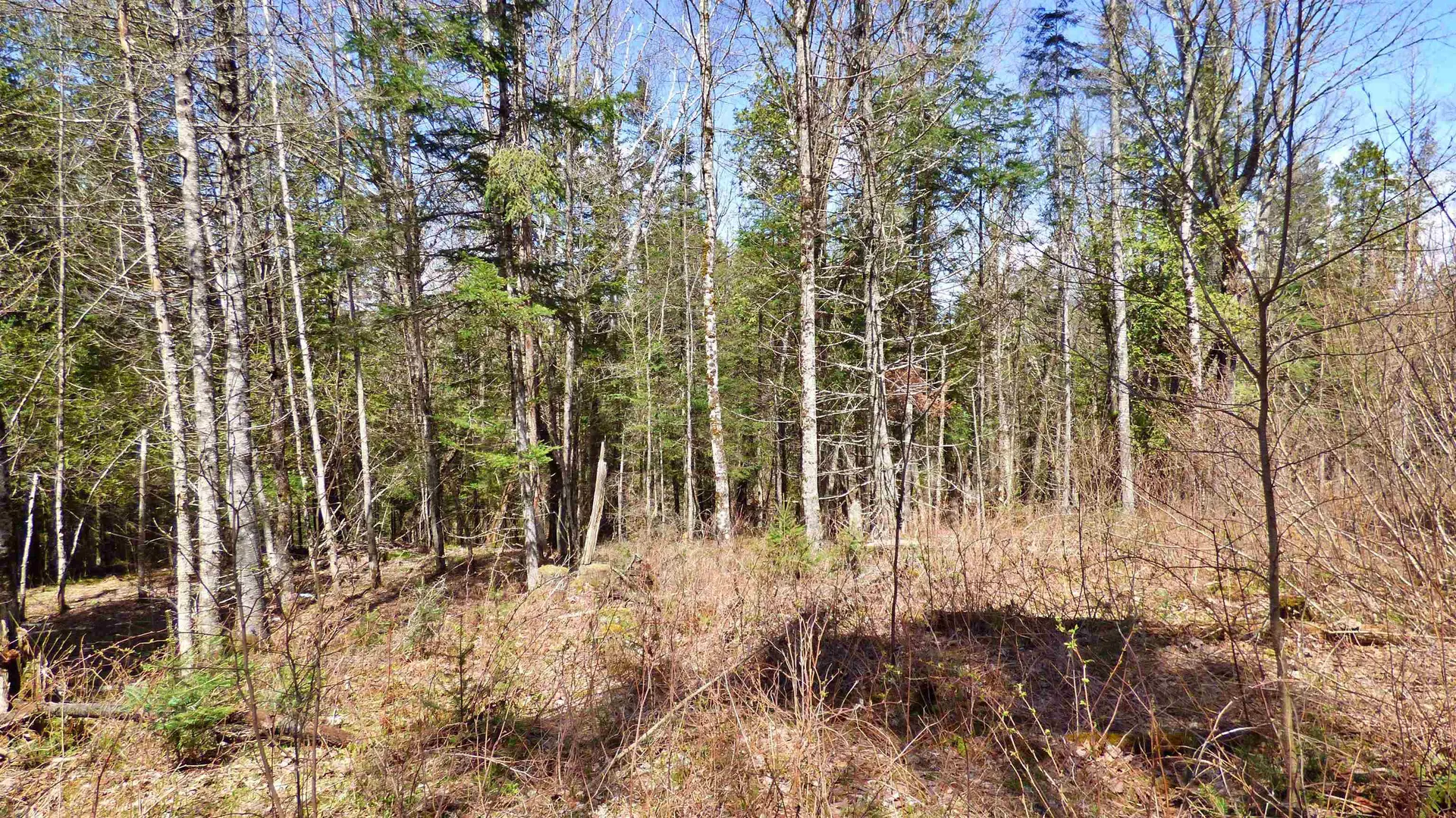 Spar Hawk Road Wheelock VT 05851