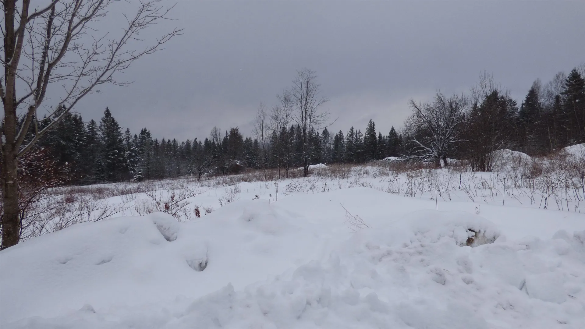 Spar Hawk Road Wheelock VT 05851