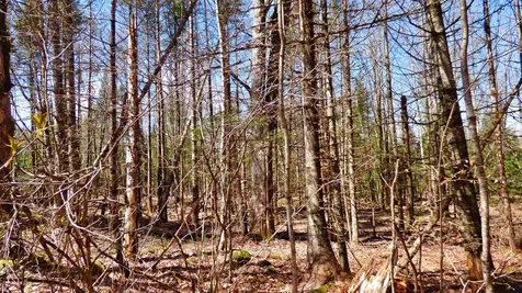 Spar Hawk Road Wheelock VT 05851