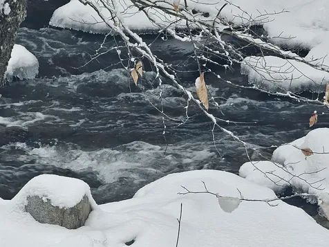 756 Turkey Mountain Road Jamaica VT 05343