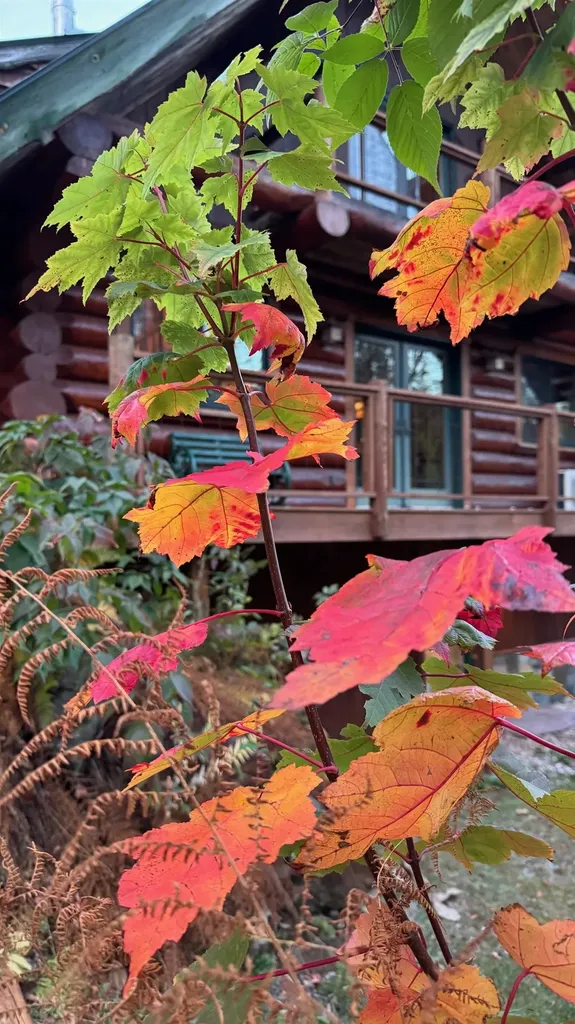 660 Patch Hill Road Mount Holly VT 05758