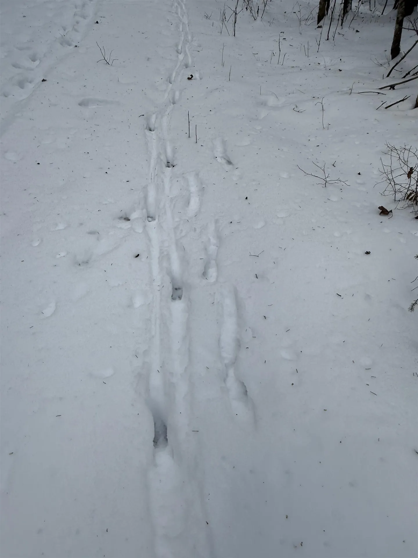 000 Darling Hill Road Lyndon VT 05849