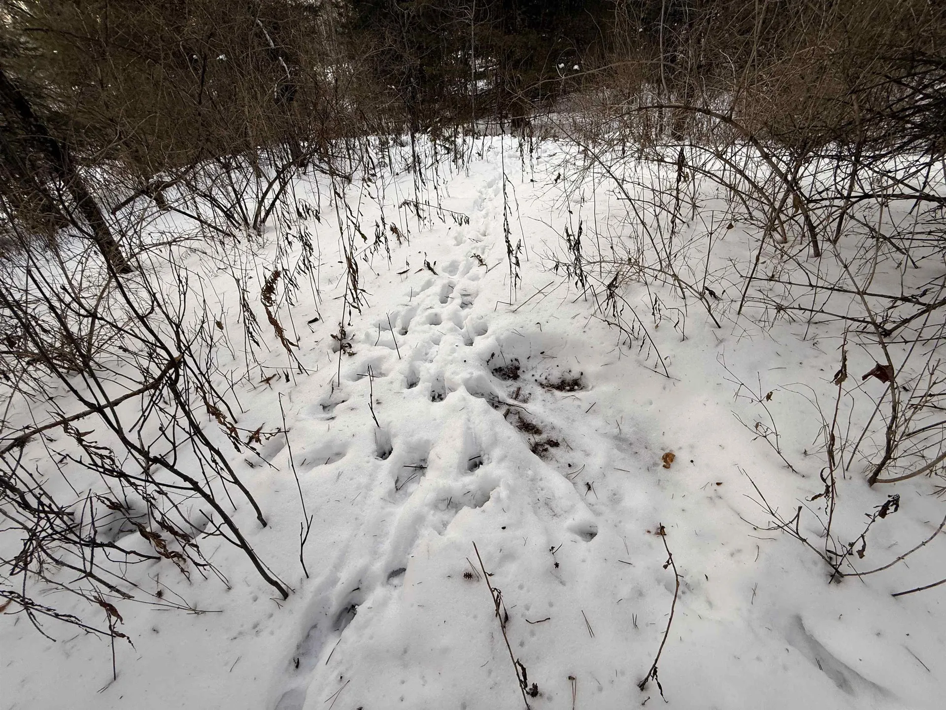 000 Darling Hill Road Lyndon VT 05849