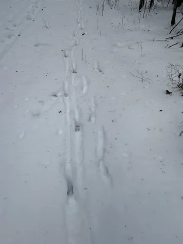 000 Darling Hill Road Lyndon VT 05849