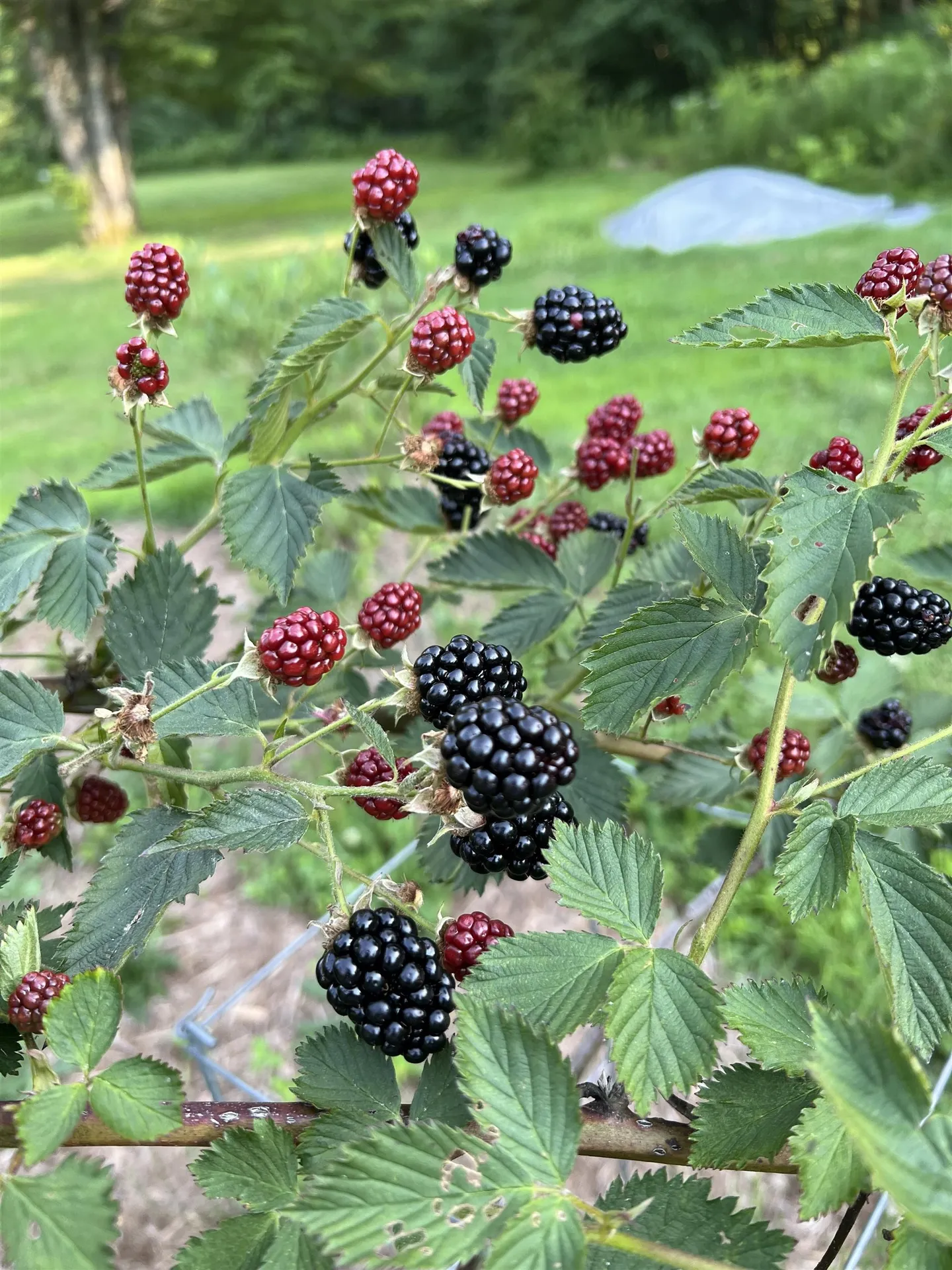 200 Old Peterborough Road Dublin NH 03444