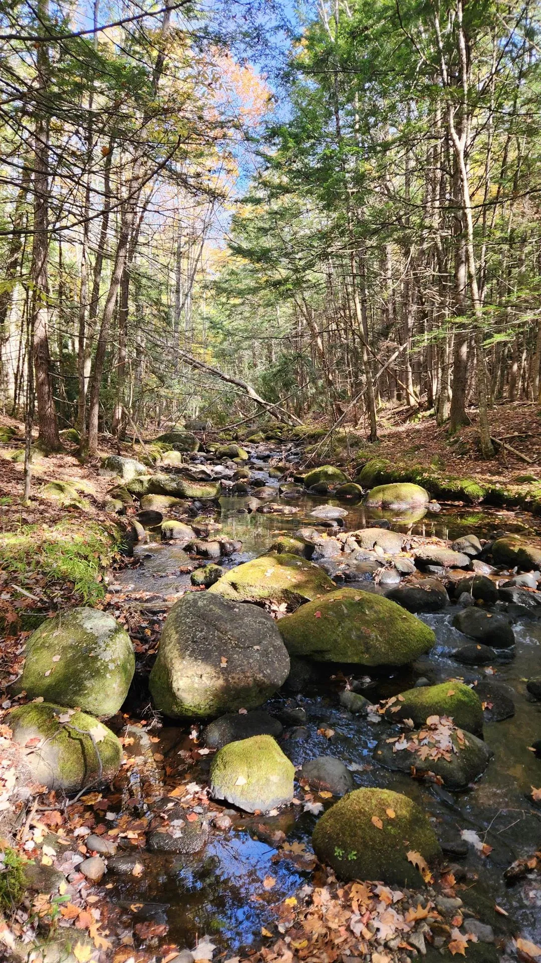 Moulton Road Freedom NH 03836