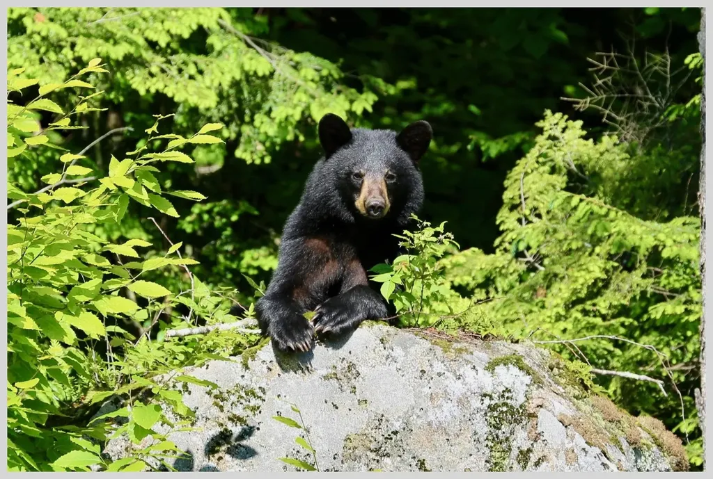 21 Quarry Road Campton NH 03223