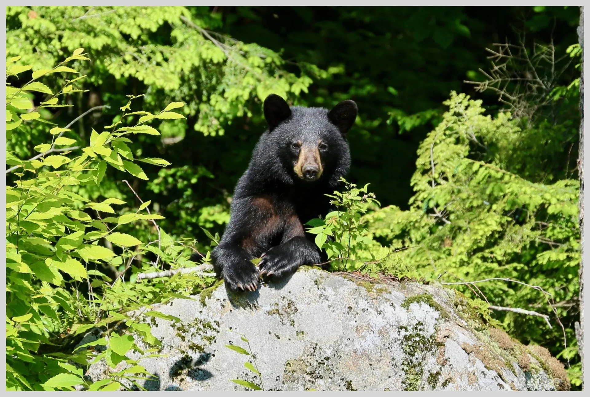 21 Quarry Road Campton NH 03223