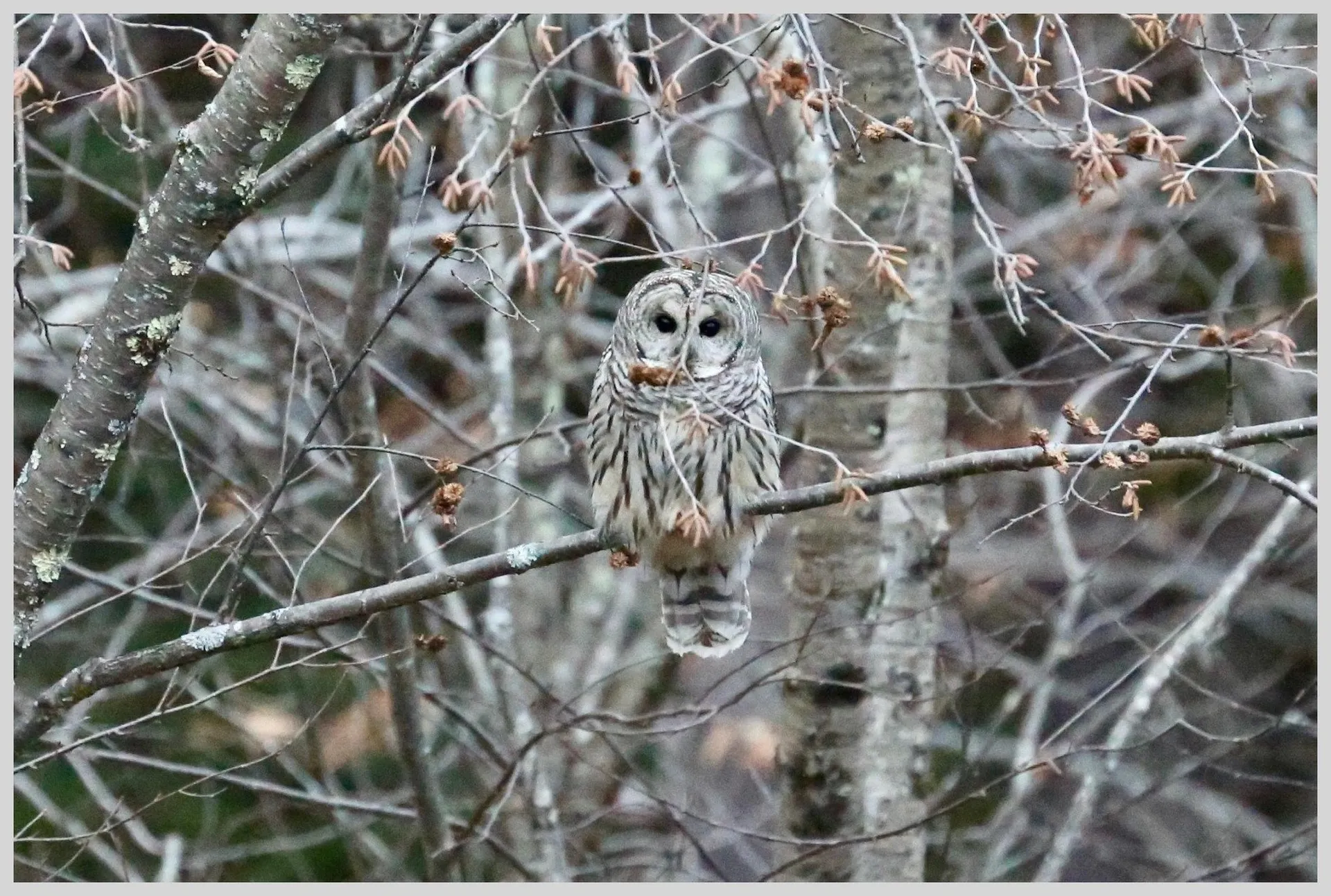 21 Quarry Road Campton NH 03223