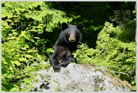 21 Quarry Road Campton NH 03223