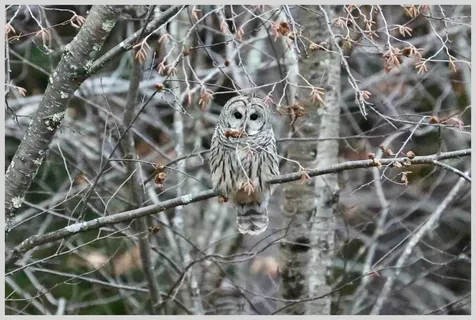 21 Quarry Road Campton NH 03223