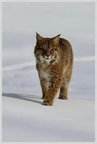 21 Quarry Road Campton NH 03223