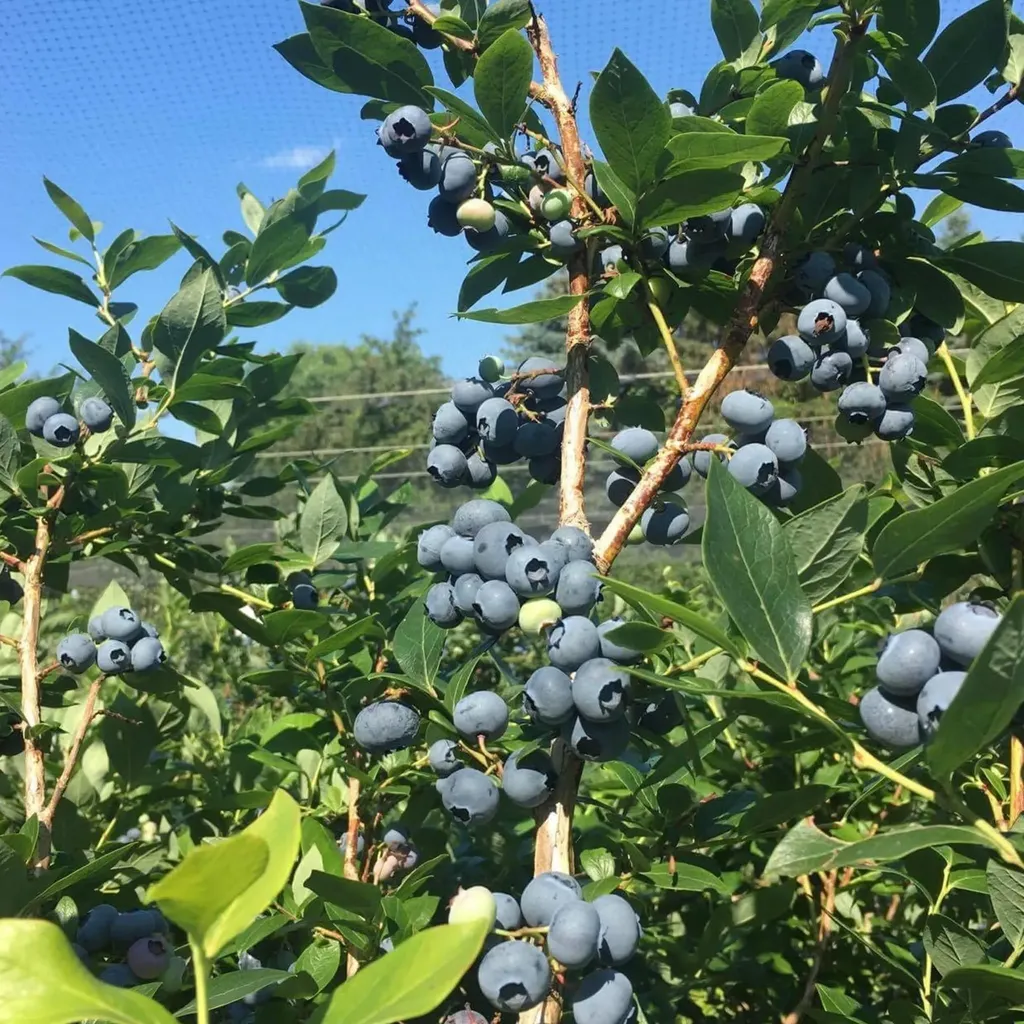 63 Adams School Road Grand Isle VT 05458