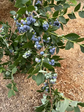 63 Adams School Road Grand Isle VT 05458