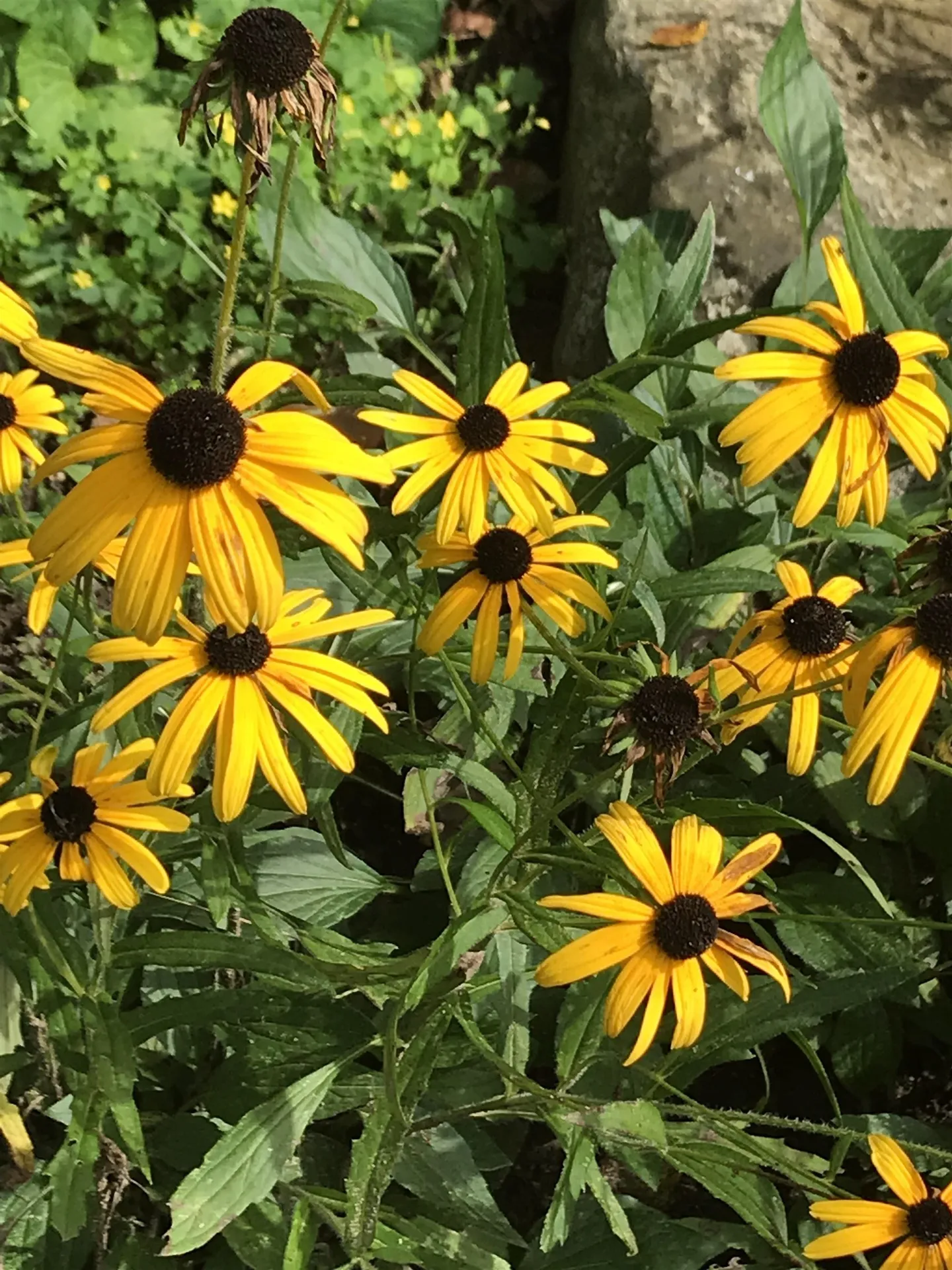 147 Hamwoods Road Alton NH 03809