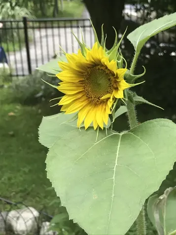 147 Hamwoods Road Alton NH 03809