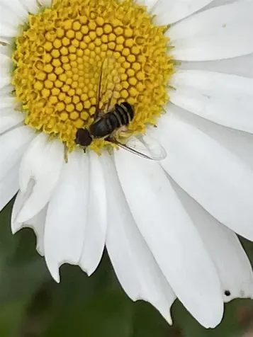 147 Hamwoods Road Alton NH 03809