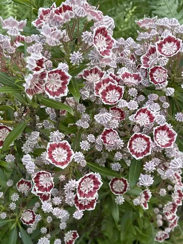 147 Hamwoods Road Alton NH 03809