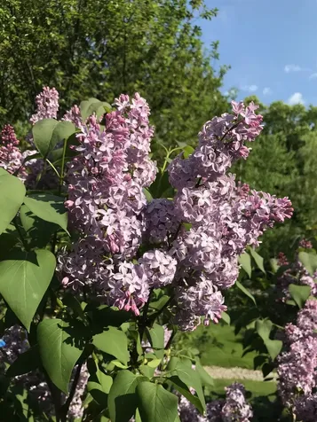 147 Hamwoods Road Alton NH 03809