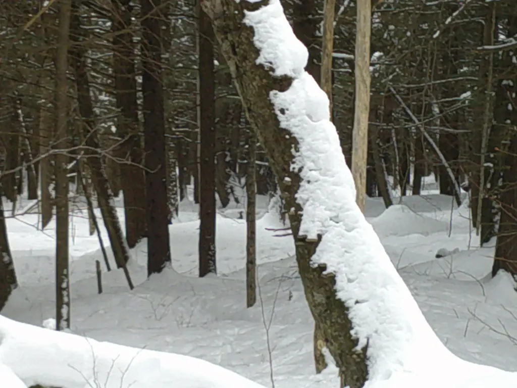 0 Plot Road Johnson VT 05656