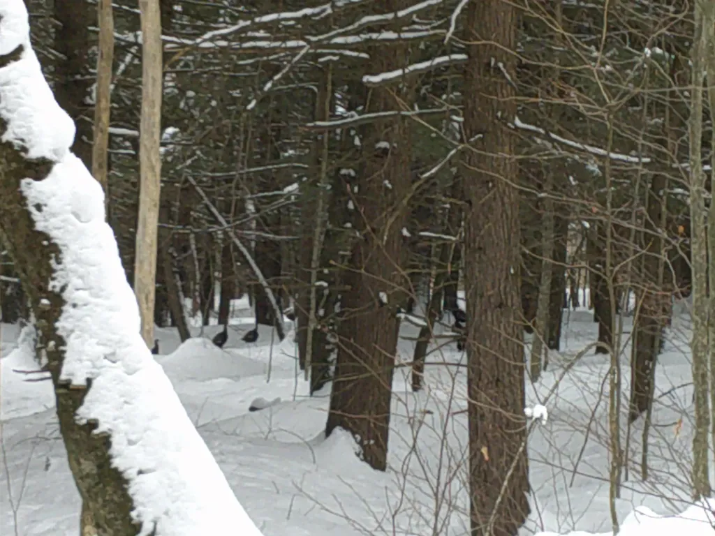 0 Plot Road Johnson VT 05656