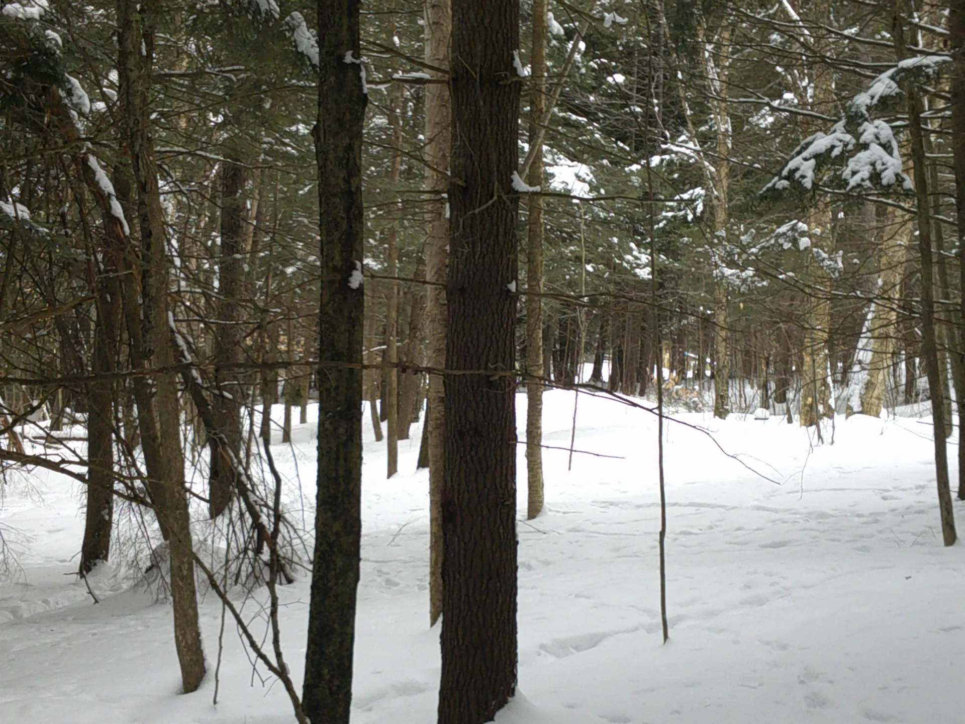 0 Plot Road Johnson VT 05656