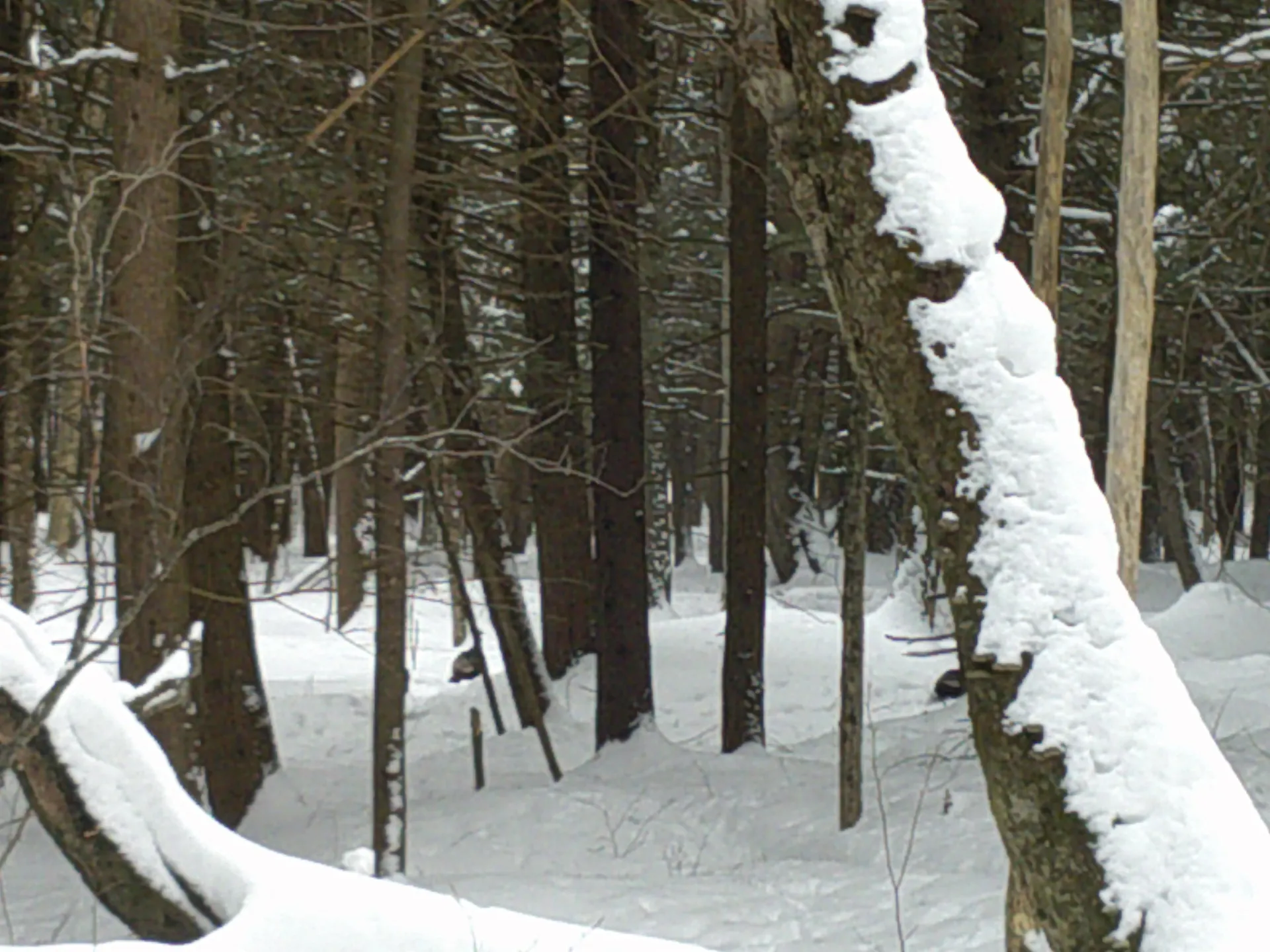 0 Plot Road Johnson VT 05656