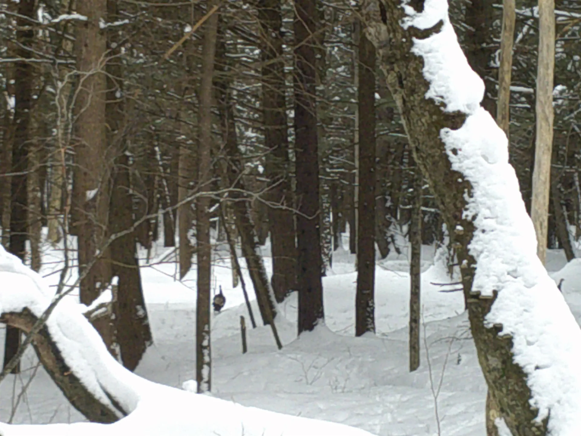 0 Plot Road Johnson VT 05656