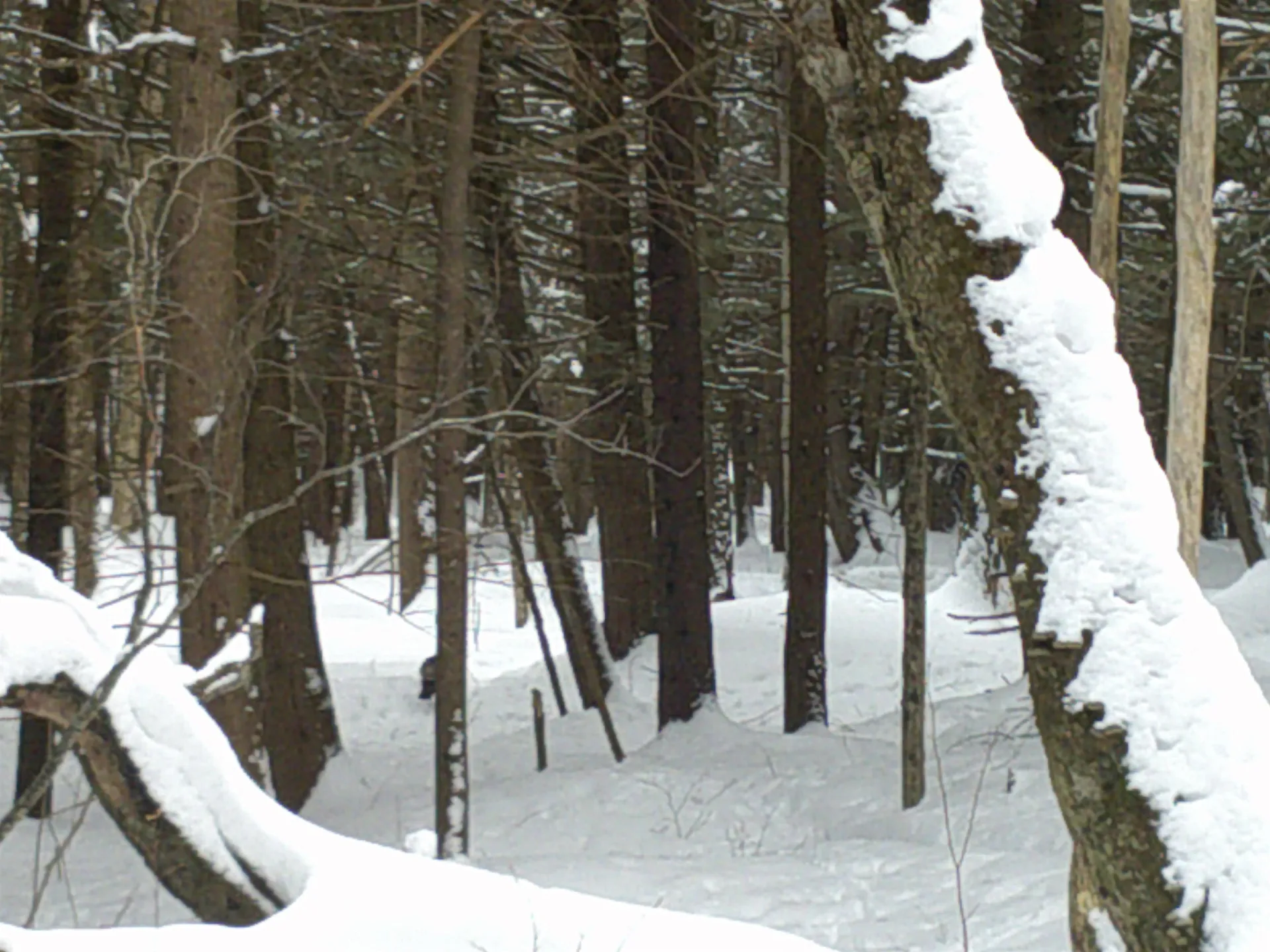 0 Plot Road Johnson VT 05656