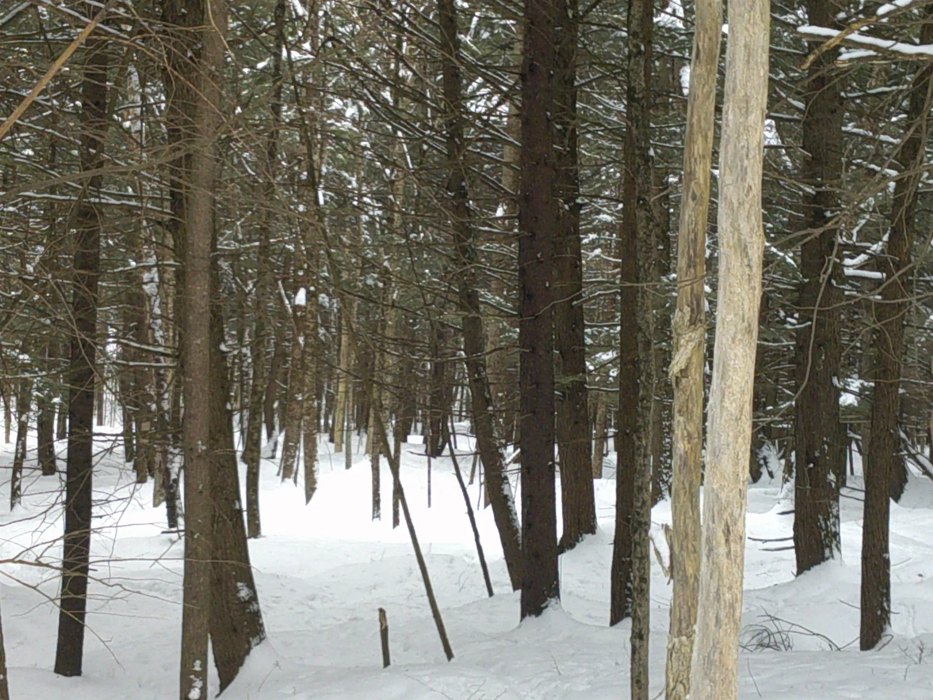 0 Plot Road Johnson VT 05656