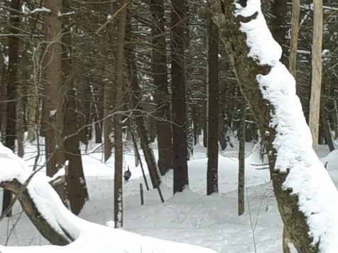 0 Plot Road Johnson VT 05656