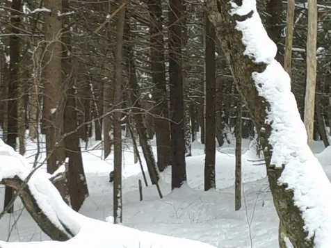 0 Plot Road Johnson VT 05656