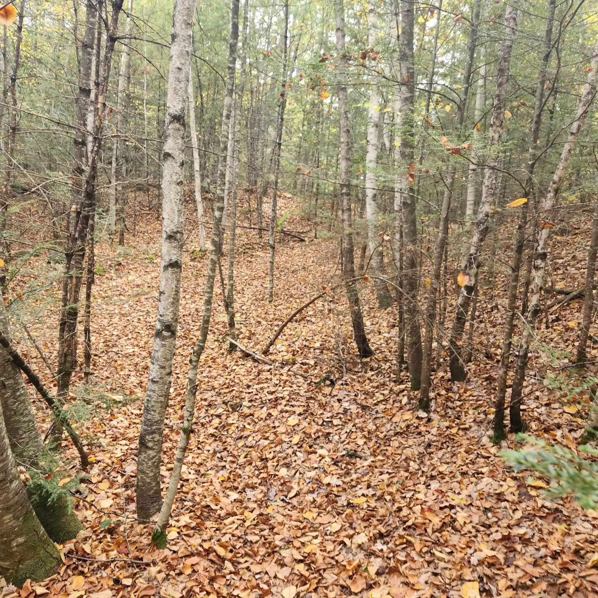 M20 L45 Green Road Raymond NH 03077