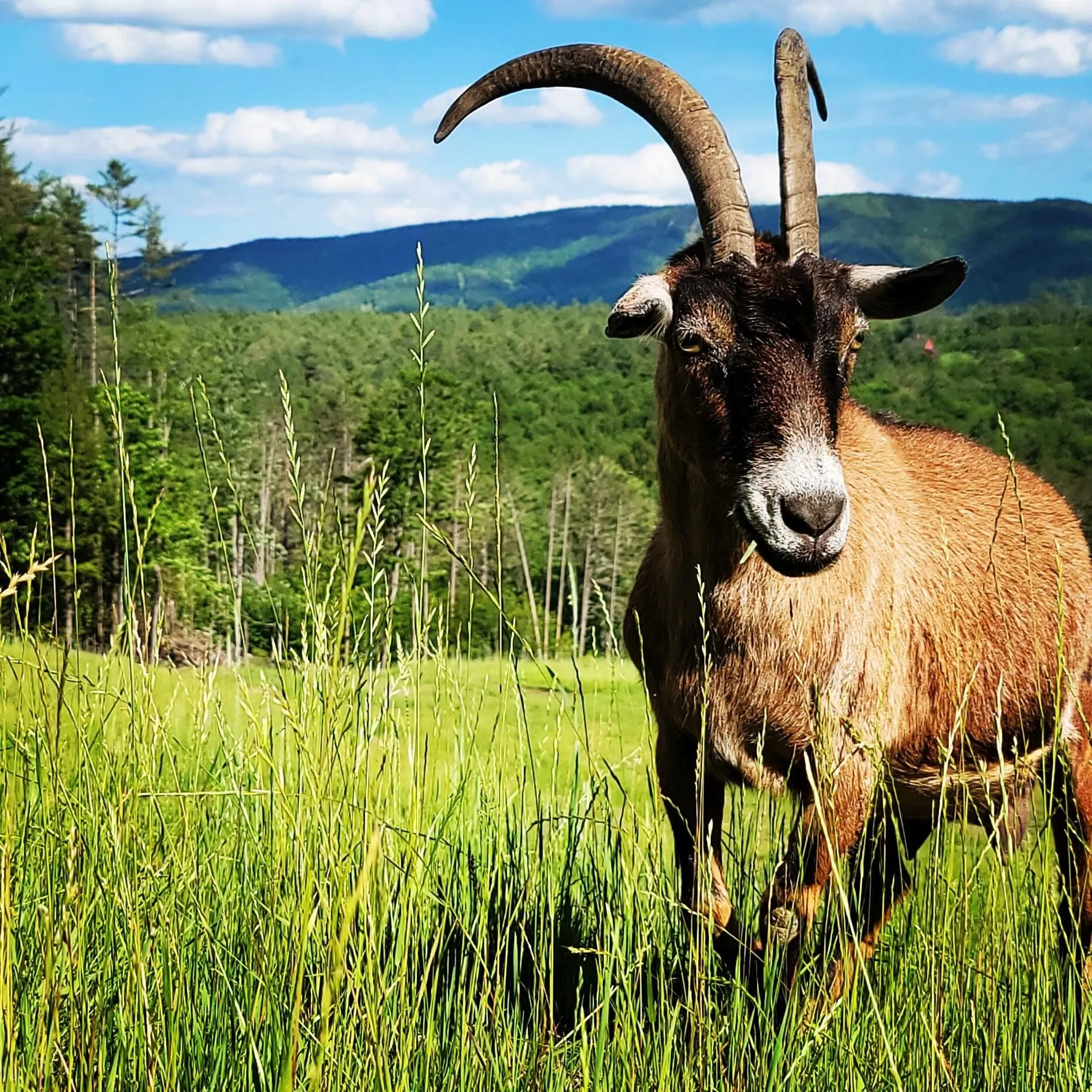 4669 Vermont Route 100 Londonderry VT 05148