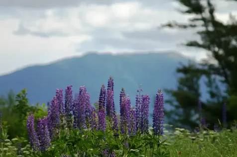 0 Cannon View Drive Sugar Hill NH 03586