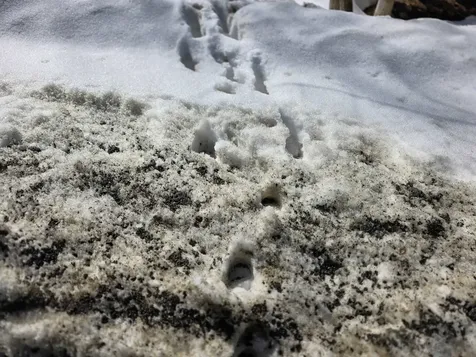 00 Turkey Mountain Road Jamaica VT 05343