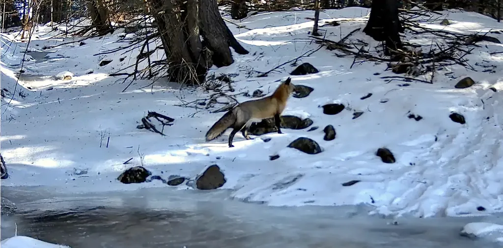 1660 Town Line Road Craftsbury VT 05827