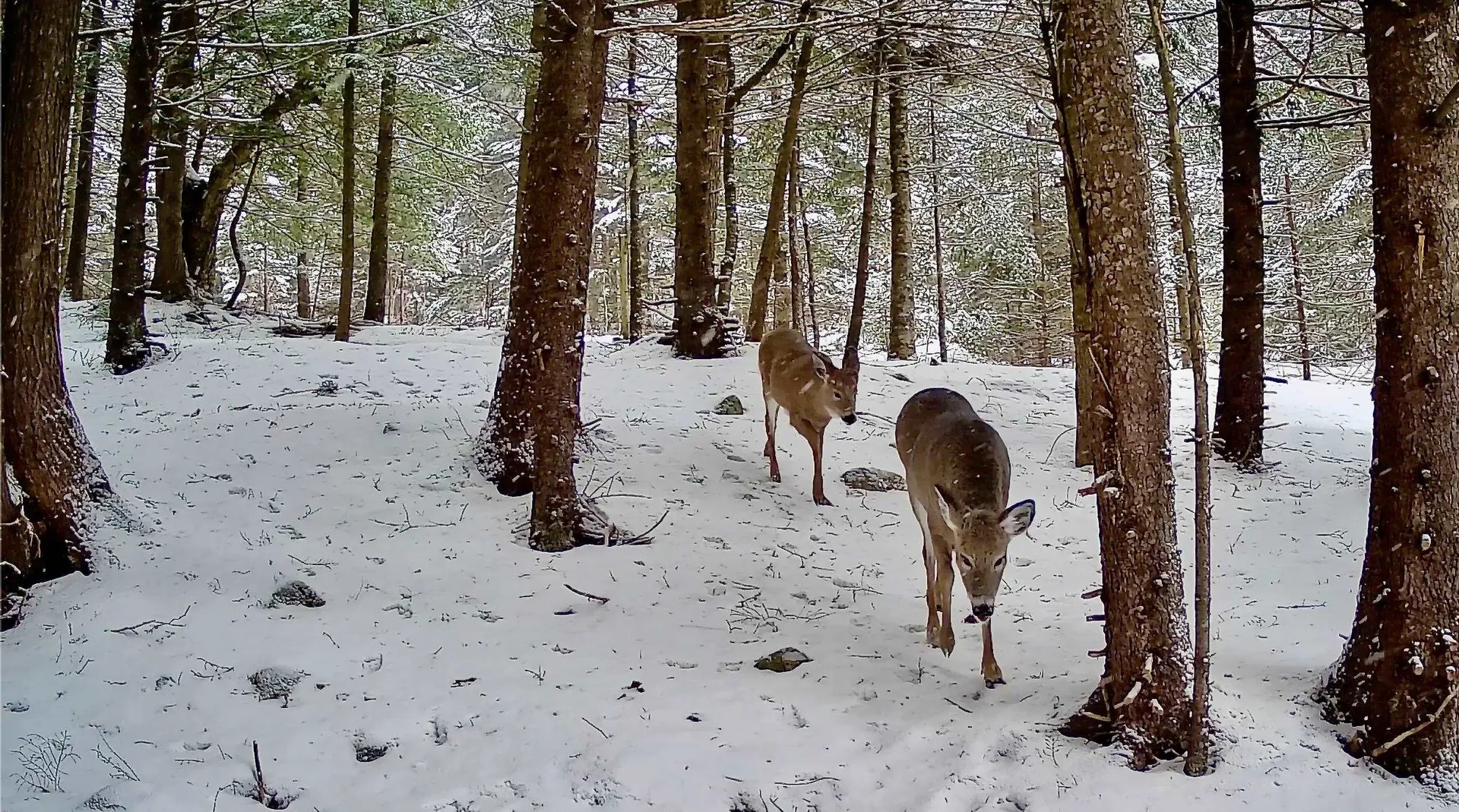 1660 Town Line Road Craftsbury VT 05827
