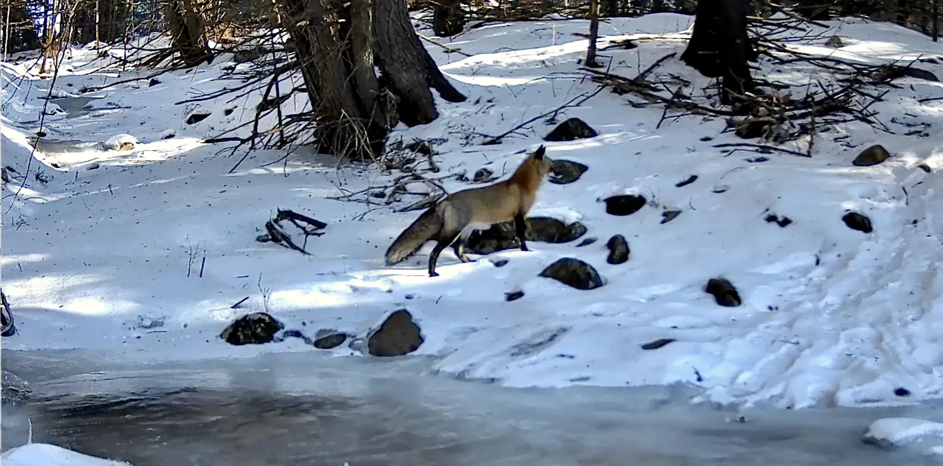 1660 Town Line Road Craftsbury VT 05827