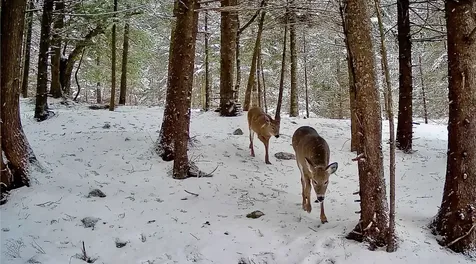 1660 Town Line Road Craftsbury VT 05827