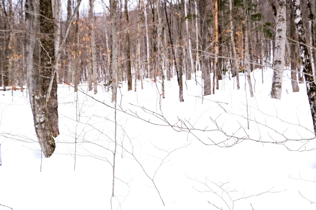 0 Markham Mountain Road Andover VT 05143