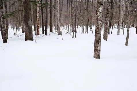 0 Markham Mountain Road Andover VT 05143